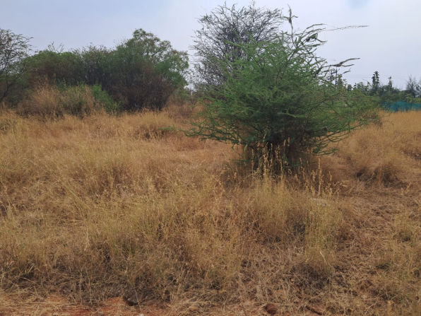 residential-land-plot-for-sale-in-green-home-western-welsh-thondamuthur-coimbatore