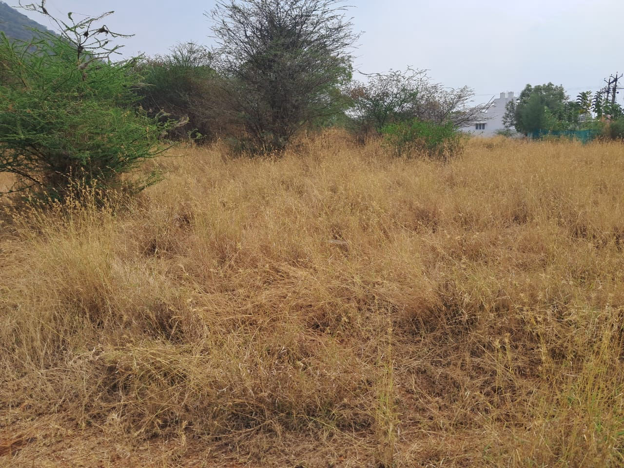 residential-land-plot-for-sale-in-green-home-western-welsh-thondamuthur-coimbatore